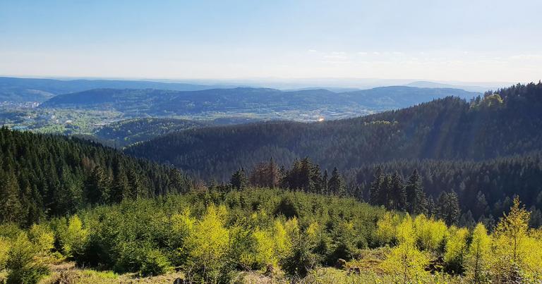 Thüringer Wald bei Suhl